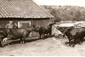 Bilde av Kuer på gården i 1939